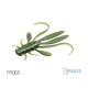 Delphin MANYA UVs Nymphe / 5 Stk. 10.5cm/FROGS