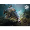 Delphin D Snax Shell 8mm Eperfa Oldódó Wafters 30gr