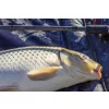 NEVIS Method Carp Feeder 390H 45-130g Feeder-Rute