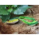 Rapture Dancer Frog 5,5cm 14gr Kraut Frosch Imitation