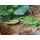 Rapture Dancer Frog 6,5cm 16gr Kraut Frosch Imitation