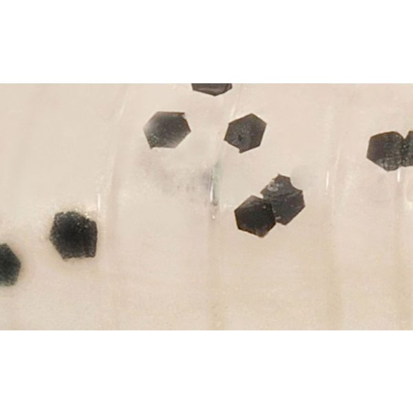 Rapture ULC Hellgrammite 3,3cm 1gr Pearl Blue Weichgummiköder 8 Stück