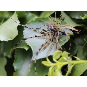 Rapture Fiz Jig C05 2,5gr #04 Spezial-Kunstköder 2 Stk.