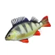 Fischkissen Barsch Baby