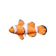 Fischkissen Nemo Baby