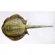 EnergoTeam The Bluespotted Stingray 85cm Fischkissen