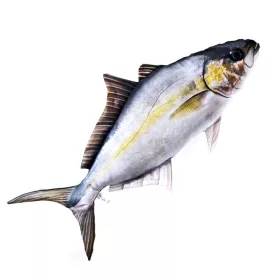 EnergoTeam The Amberjack 105cm Fischkissen