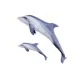 EnergoTeam The Bottlenose Dolphin Grey 55cm Fischkissen