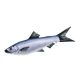 EnergoTeam The Herrings-Sardines 37cm Fischkissen