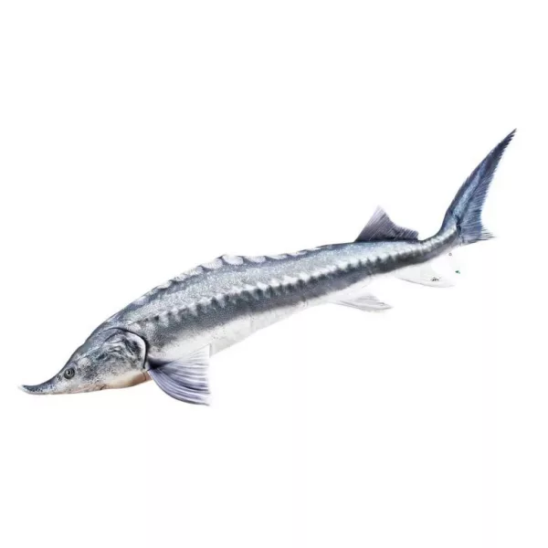 EnergoTeam The Beluga Sturgeon 140cm Fischkissen