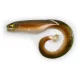Black Cat Mega Curl Tail Eel 22cm 29gr Kunststoffköder