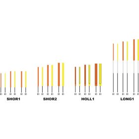   Garbolino WAGGLER COMPETITION SP W13 - CARBON kurzes Hohlantennenset / 1,5-2-2,5 mm /