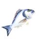 EnergoTeam The Gilthead Sea Bream 60cm Fischkissen