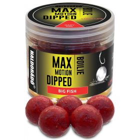   Haldorádó Max Motion Boilie Dipped Großer Fisch 100g 20mm Boilie