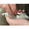 Haldorádó Catfish Rig 1-Stück Kombi-Welsvorfach 100cm