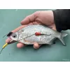 Haldorádó Catfish Rig 1-Stück Kombi-Welsvorfach 100cm