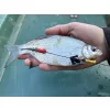 Haldorádó Catfish Rig 1-Stück Kombi-Welsvorfach 100cm