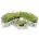 Sasame zsinórok