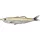 Livetarget Shiner Walking Bait Bernstein/Silberflocke 11,5cm 14gr Gummifisch