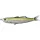 Livetarget Shiner Walking Bait Metallic Lemon Lime 11,5cm 14gr Gummifisch