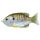 Livetarget Sonnenbarsch Walking Bait Natur/Olive Blaukiemer 7,5cm 12gr Sonnenbarsch Kunstköder