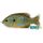Livetarget Sonnenbarsch Walking Bait Natur/Blau Kürbiskern 7,5cm 12gr Sonnenbarsch Kunstköder