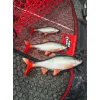 Fox Rage Ultra Realistic Roach Replicant Plötze Plastikköder 14cm 45gr