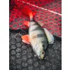 Fox Rage Ultra Realistic Perch Replicant Barsch Gummiköder 10cm 22gr