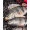 Fox Rage Ultra Realistic Perch Replicant Barsch-Plastik-Köder 14cm 52gr