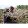 Fox Rage Bulk Loaded Zander Pro Shads UV Firetiger 10cm 4/0 10gr Kunststoffköder