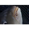 Preston Hookable Bait Bands Ködergummis M 84 Stk.