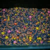 Stég PVA-Spod Mix Sweet Spicy Süß-Würzig 3-5-8mm 800gr