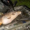 Nash Carp Care Air Camo Karpfenwiege