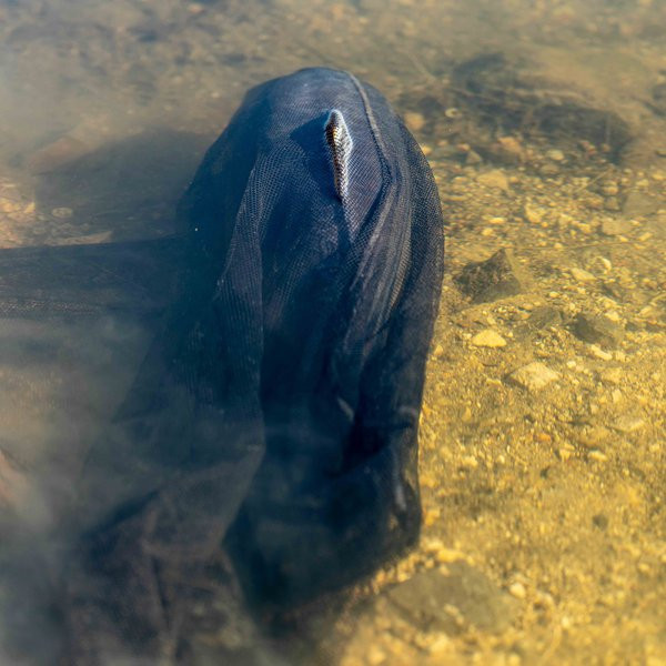 Nash Air Force 46inch Tiefer Karpfenkescher